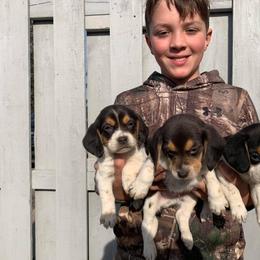 Beagle Puppies from Bachman’s Kennel
