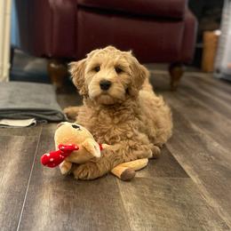 Raviel (yellow) - Cream female Goldendoodle puppy in Medina, Ohio from Farmer Doodles