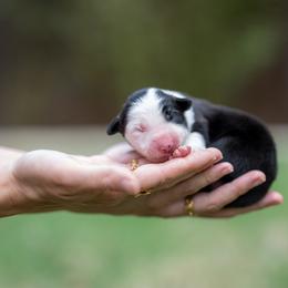 Sirio - Black and white male Border Collie puppy in Austin, Texas from Border Collie dei Fanelli