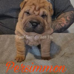 Persimmon - Red fawn female Chinese Shar-Pei puppy in Columbus, Indiana from Royal Guard Shar Pei