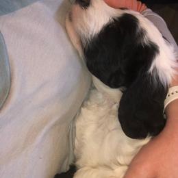 Pyredoodle and Sheepadoodle Puppies from Davis Family Doodles