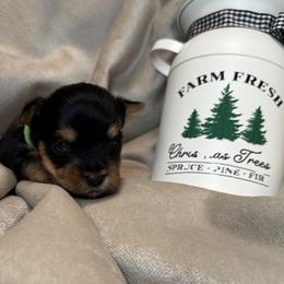Rudolph - Black and tan male Yorkshire Terrier puppy in Goode, Virginia from Glass Hill Yorkies