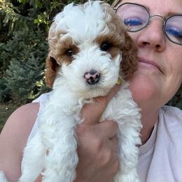 Mater - Blenheim male Cavapoo puppy in Mona, Utah from Hearts Full of Puppies