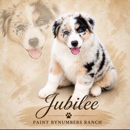 Jubilee - Blue merle female Australian Shepherd puppy in Magee, Mississippi from Paint ByNumbers Ranch