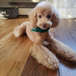 Aussiedoodle and Poodle All Grown Up from Ohana Companions