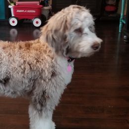 Aussiedoodles, Bernedoodles, and Goldendoodles from Super Doodle Cute PNW