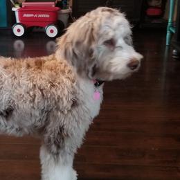 Aussiedoodles, Bernedoodles, and Goldendoodles from Super Doodle Cute PNW