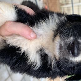 Australian Shepherd Puppies from Bunkhouse aussies