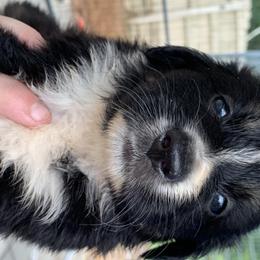 Australian Shepherd Puppies from Bunkhouse aussies