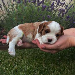 Cavalier King Charles Spaniel Puppies from Ellas.Pups