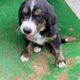 Bernedoodle Puppies from Bayou Blu's Bernedoodles