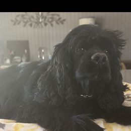 Sally - Cocker Spaniel