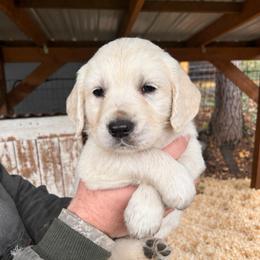 Male 3 - Light golden male Golden Retriever puppy in Rainier, Washington from Hanson’s NW Goldens & Doodles