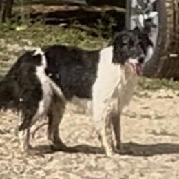 Hippy - Border Collie