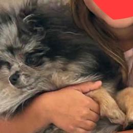 Pomeranians from JeweledPoms