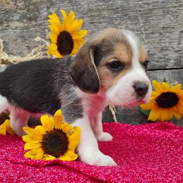 Sally - Black tan and white female Beagle puppy in Colville, Washington from Rosehaven Homestead