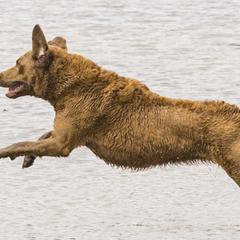 Chesapeake Bay Retrievers from MarshElder Chesapeakes