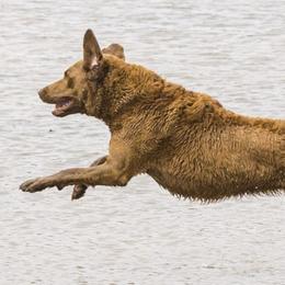 Chesapeake Bay Retrievers from MarshElder Chesapeakes