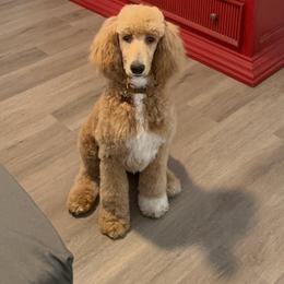 Georgette - Red  female Poodle puppy in Chino Valley, Arizona from Whiskey Row Royals