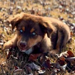 Miniature Australian Shepherd Puppies from Aussies Acre