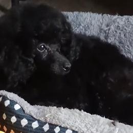 Parker - Poodle
