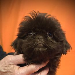 Godiva - Shih Tzu puppy from Bows and Bot Ties