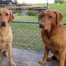 Labrador Retriever All Grown Up from Justice Retrievers