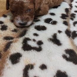 Pekingese, Poodle, and Shih Tzu Puppies from Happy puppies