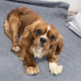 Joey - Cavalier King Charles Spaniel