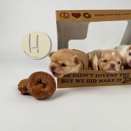 Chihuahua Puppies from Happy Pups
