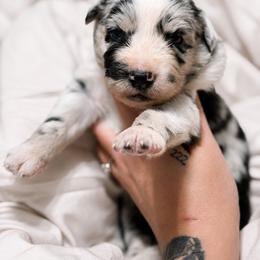 Alaska - Blue merle female Australian Shepherd puppy in Polk City, Florida from Skaky Shepherds
