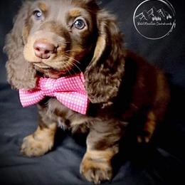 Dachshund Puppies from Bald Mountain Dachshunds