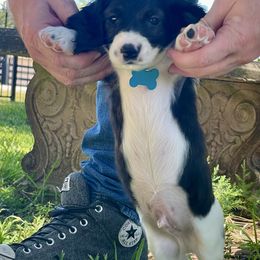 Smitty A. Wesson - Piebald male Dachshund puppy in Poetry, Texas from “Doxie Bliss” Meyerhaus Ranch