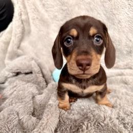 Dachshund Puppies from Silver Sage Dachshunds