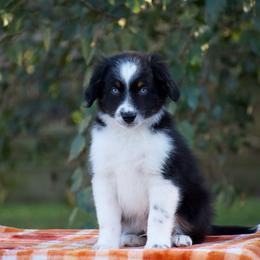 Robin - Black tri male Miniature American Shepherd puppy in Chocowinity, North Carolina from Foxtail Hollow