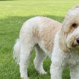Goldendoodles from Gilder's Goldendoodles