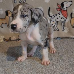 Cooper - Mantle merle male Great Dane puppy in Walker, Louisiana from La Rebel Danes