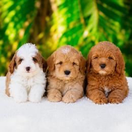 Goldendoodle puppies from Corgis & Doodles