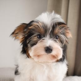Lumière - Black tan and white male Biewer Terrier puppy in California from Skyridge Puppies
