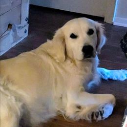 Marlo - Light golden female Golden Retriever puppy in Winnsboro, Texas from Goldway Golden Retrievers and Frenchies