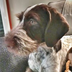 German Wirehaired Pointers from Vauxhall Wirehairs