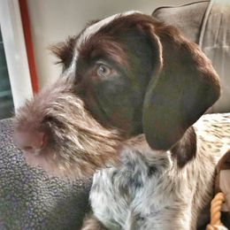 German Wirehaired Pointers from Vauxhall Wirehairs