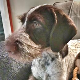 German Wirehaired Pointers from Vauxhall Wirehairs