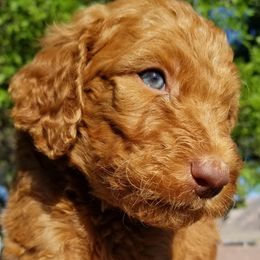 Goldendoodle, Labradoodle, and Poodle Puppies from Don't Forget to Doodle