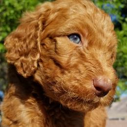 Goldendoodle, Labradoodle, and Poodle Puppies from Don't Forget to Doodle