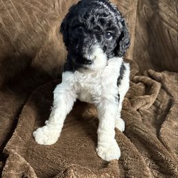 Cinnamon (Pink Collar) - Parti female Poodle puppy in League City, Texas from Chauffeured Poodles