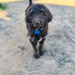 Goldendoodle puppies from Summer Sun Doodles