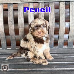 Pencil - Chocolate merle male Bernedoodle puppy in Banner Elk, North Carolina from Walnut Tree Bernedoodles