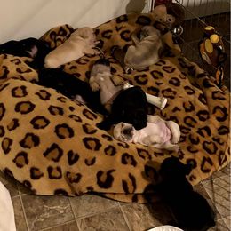 French Bulldog Puppies from Lilac City French Bulldogs