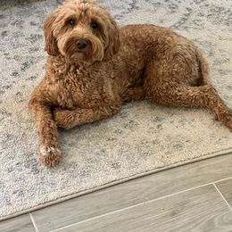 Ivy - Goldendoodle